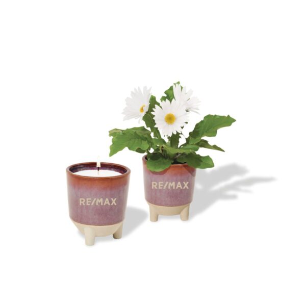Modern Sprout® Glow & Grow Live Well Gift Set (Daisy Seeds)